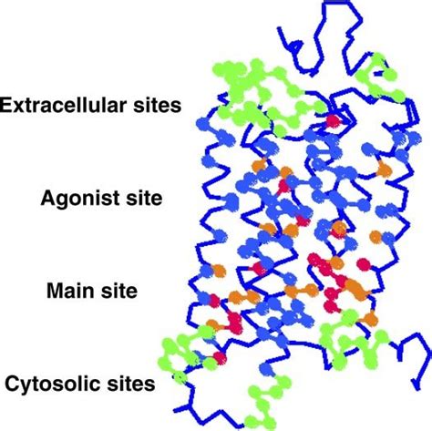 Structure of rhodopsin 7TM bundle showing residue positions identified... | Download Scientific ...