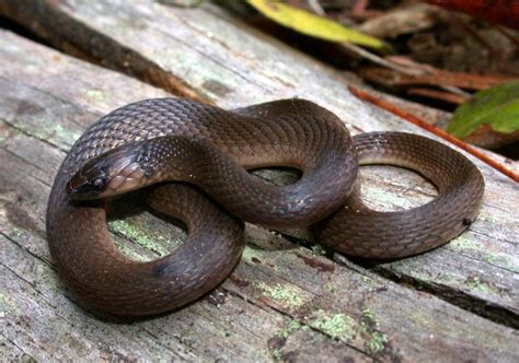 Rough Earthsnake – Florida Snake ID Guide