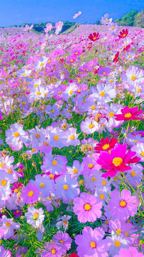 Beautiful Flowers, Garden HD phone wallpaper | Pxfuel