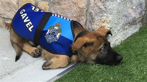 German shepherd that flunked out of police dog academy for being too friendly gets new job - ABC ...