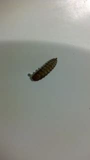 Black Worms in the Toilet - All About Worms