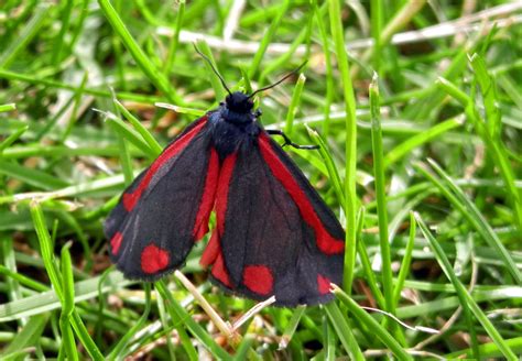 Cinnabar Moth on my lawn | CLOSED: $10 April 2014 photo challenge | Pinterest | Moth