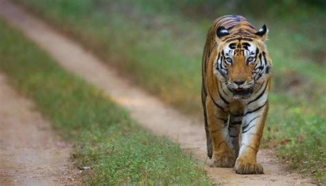 Book Kanha Kisli National Park Tour Package - 2 Nights / 3 Days Tour ...