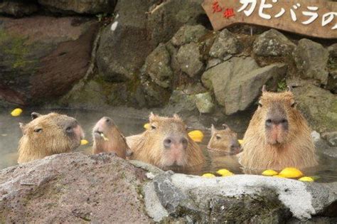 Hot springs celebrate 30 years of capybara relaxation - Japan Today