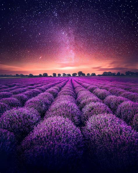 HD wallpaper: Lavender farm, Lavender fields, Starry sky, 4K | Wallpaper Flare