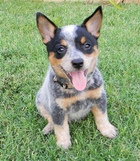 Blueheeler aka Australian Cow Dog Puppy - Chiles | Australian Cattle ...