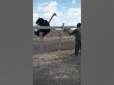 Ostrich kick - YouTube