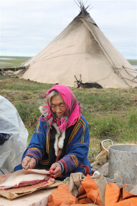 Loss of migration routes and barriers to Nenets reindeer herding... | Download Scientific Diagram