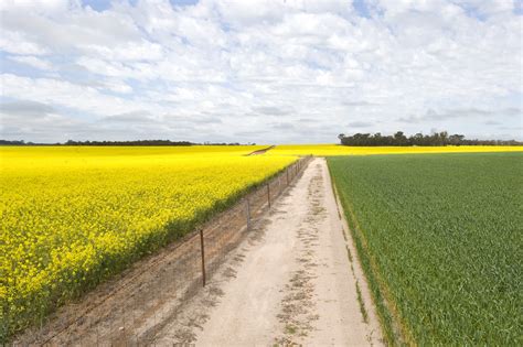 On-farm segregation of canola varieties | Agriculture and Food