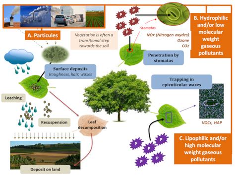 Water Pollution Effects On Plants