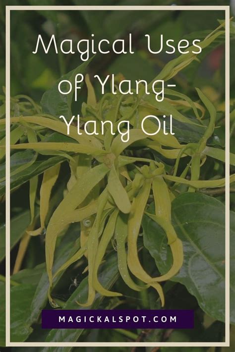 5 Esoterical & Magical Uses of Ylang-Ylang Oil [Guide]