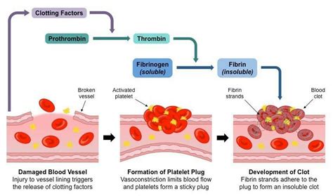 Pin on Haemotology