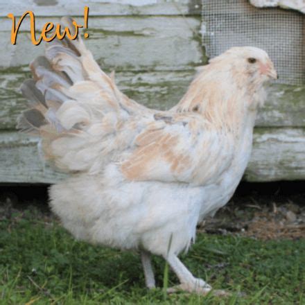 Meyer Hatchery | Day old chicks, Pet chickens, Breeds