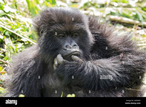 Mountain gorilla, male, gorilla beringei beringei, Pablo team, Rwanda ...