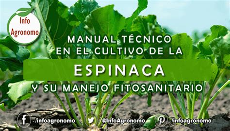 Manual del Cultivo de Espinaca y su Manejo Fitosanitario - InfoAgronomo