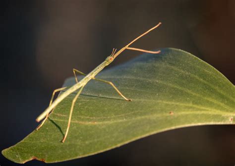 Stick Bugs - Nature's Masters of Disguise - Animal Corner