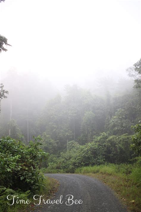 Wildlife of Borneo - Jungle trekking in Danum Valley | Time Travel Bee ...