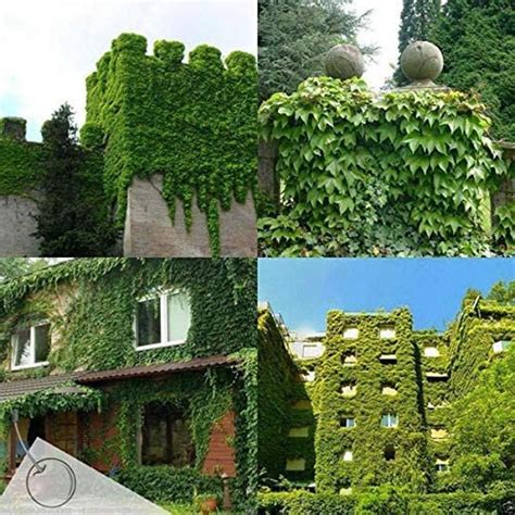 Boston Ivy Seeds 50 Seeds to Grow Covers Buildings Looks - Etsy