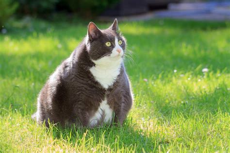 Is my cat overweight? | Deer Park Animal Hospital | Deer Park