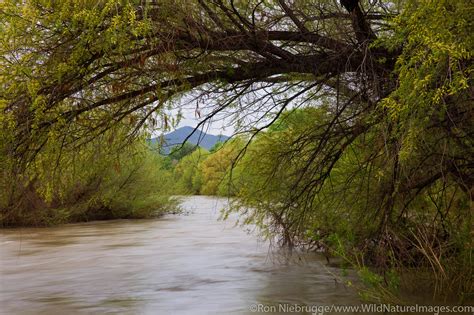 Verde River | Photos by Ron Niebrugge