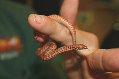 Pygmy Python | Perth Zoo