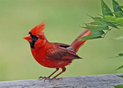 Red Cardinal Wallpapers - Top Free Red Cardinal Backgrounds ...