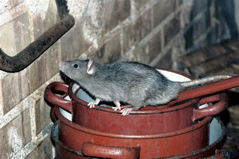 Do Rats Have Bones or are they Boneless, Spineless? - What Kills It