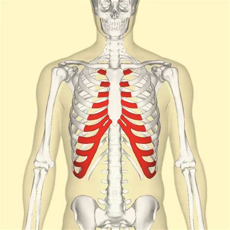 Sternum sticking out: is it serious? | Lombafit