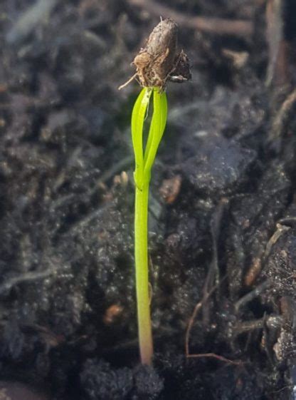 Cider Gum seedling and successful germination of other tree seeds – Dartmoor Sheepskins