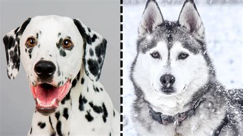 Dalmatian Husky Mix (AKA The Dalusky): Full Breed Guide