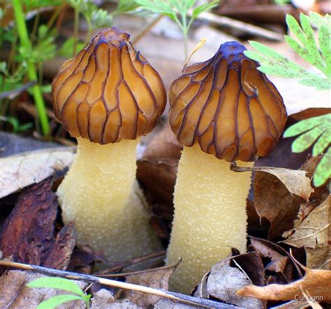 "Early Morel Mushrooms" by CynLynn | Redbubble