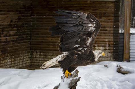 A Convocation of Eagles - Yukon Wildlife Preserve