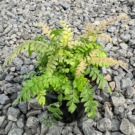 Adiantum hispidulum - Rosy Maidenhair Fern (4.5" Pot) | Little Prince To Go