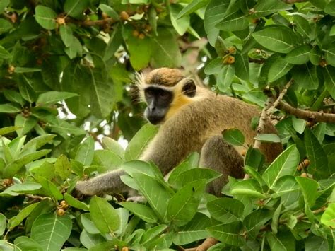 Viajes naturalistas y otras hierbas: Ghana 14 (2017) Fauna observada-Mamíferos, Anfibios y Reptiles