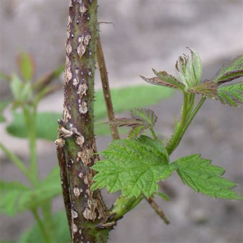 Raspberry Anthracnose – Wisconsin Horticulture