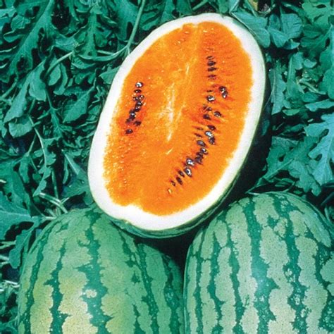 18 Different Types of Melon: Must-Have Varieties - Dre Campbell Farm