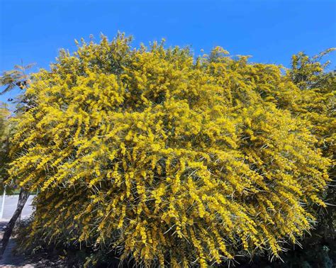 Mimosa tree varieties, the most beautiful acacia species