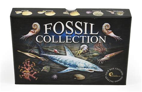 Fossil Collection Kit - Contains 15 Genuine Fossils! on Storenvy