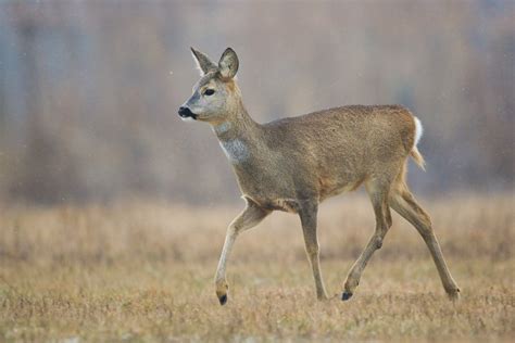 Capreolus capreolus by JMrocek on DeviantArt