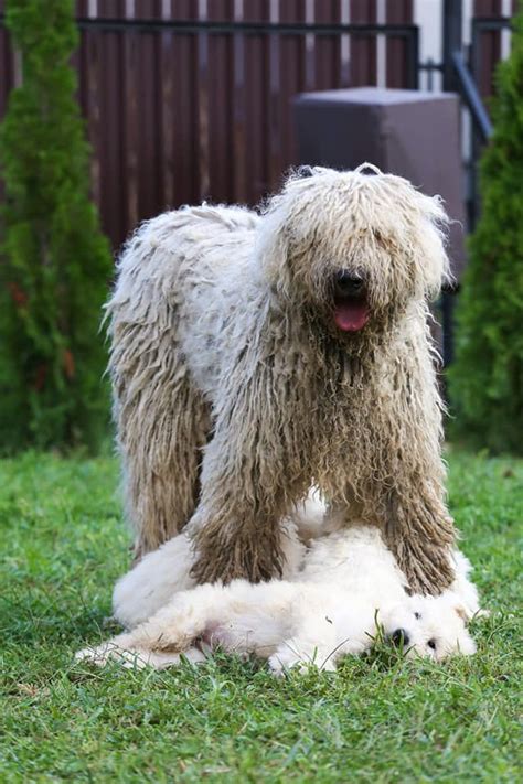 Amazing Komondor. Did you know this rare Hungarian breed? | Komondor ...