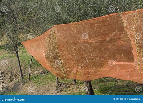 Harvesting olive trees stock photo. Image of olives, italy - 11190018