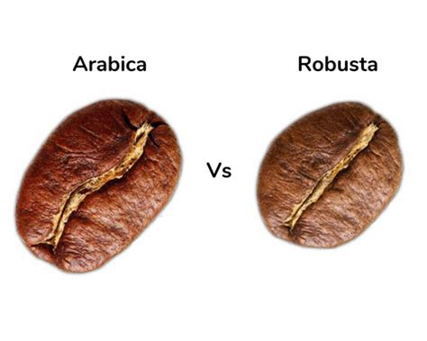 Arabica Vs Robusta Coffee: What's the difference? – Panduranga Coffee