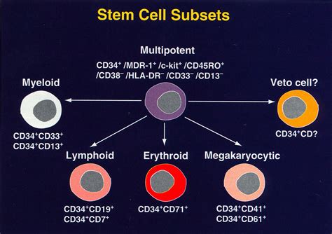 Clinical Utility in Maximizing CD34+ Cell Count in Stem Cell Grafts ...