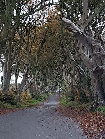 The Dark Hedges (Ballymoney) - 2019 Lo que se debe saber antes de ...