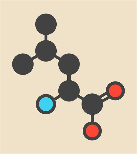 Leucine Amino Acid Molecule Photograph by Molekuul - Fine Art America