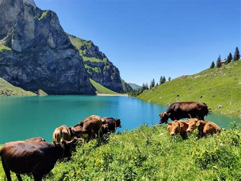 20 Famous Lakes in Switzerland That Are Absolutely Surreal