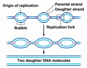 DNA Replication III – Replication in eukaryotes | Ritu's Biology Hub