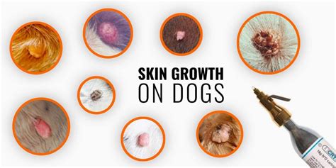 Skin Growths on Dogs – Types, Causes, Diagnosis & Treatments