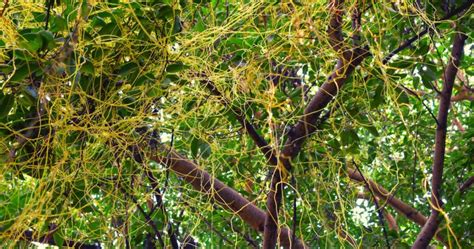 Vampire Dodder: Stealing 100 Genes from its Host Plant