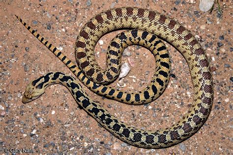 Great Basin Gophersnake - Pituophis catenifer deserticola